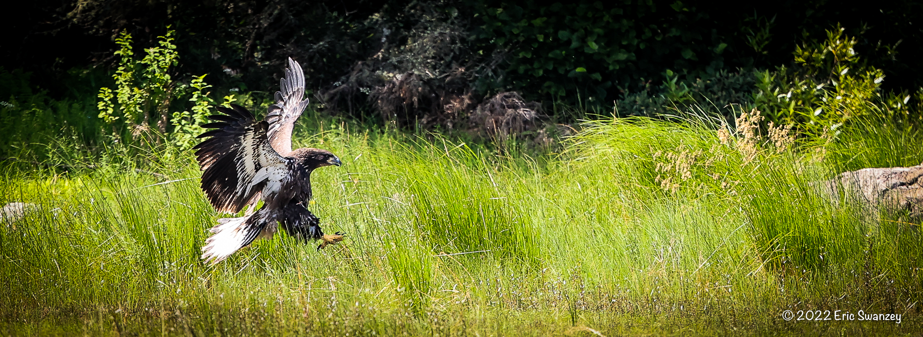 Juvenile Bald Eagle, Upper Richardson Lake, by Eric Swanzey