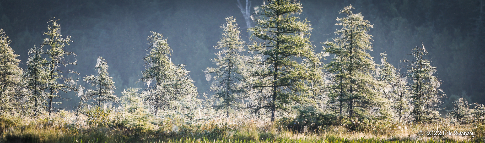 West Shirley Bog, Moose Junction Township, Shirley, Maine by Eric Swanzey