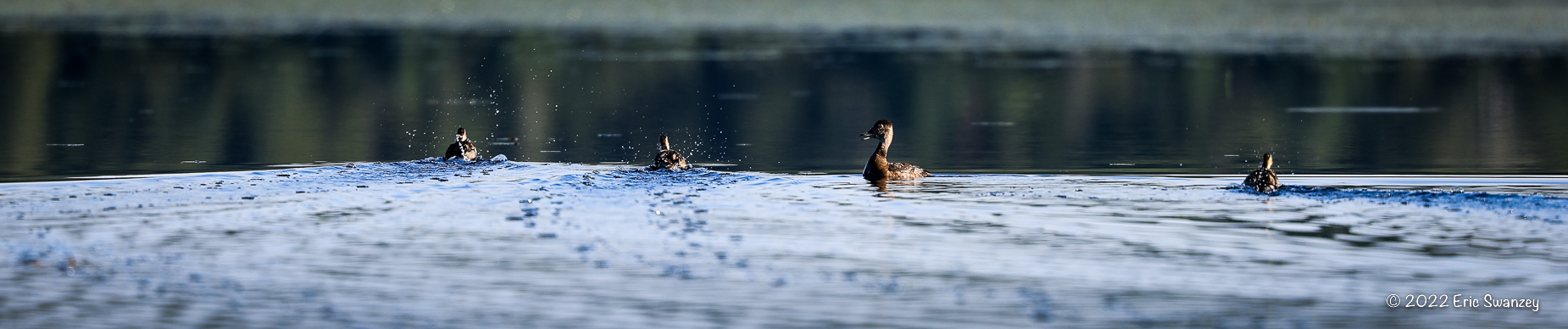 Wood Duck, West Shirley Bog, Moose Junction Township, Shirley, Maine by Eric Swanzey