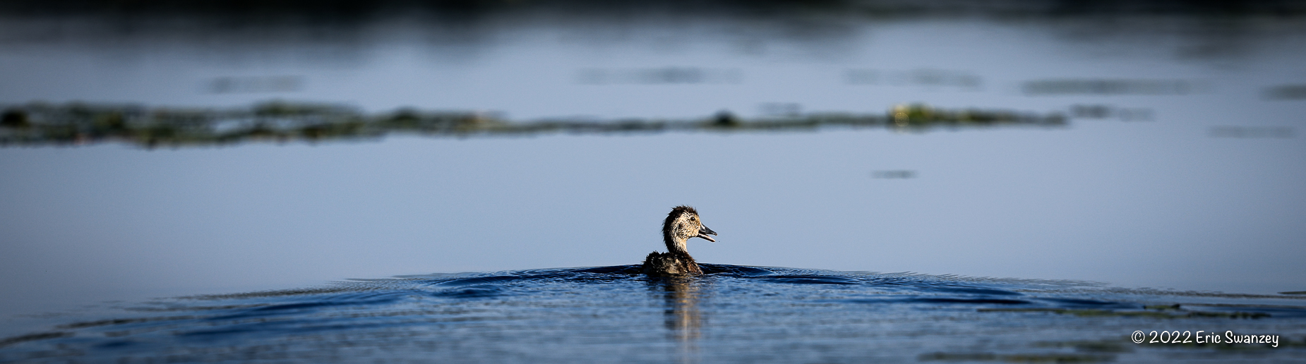 Wood Duck, West Shirley Bog, Moose Junction Township, Shirley, Maine by Eric Swanzey