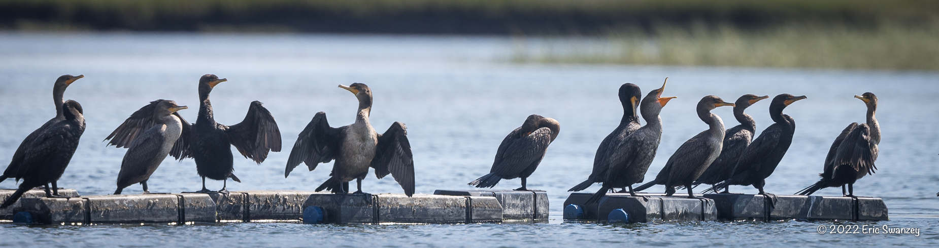 Double-crested Cormorants by Eric Swanzey