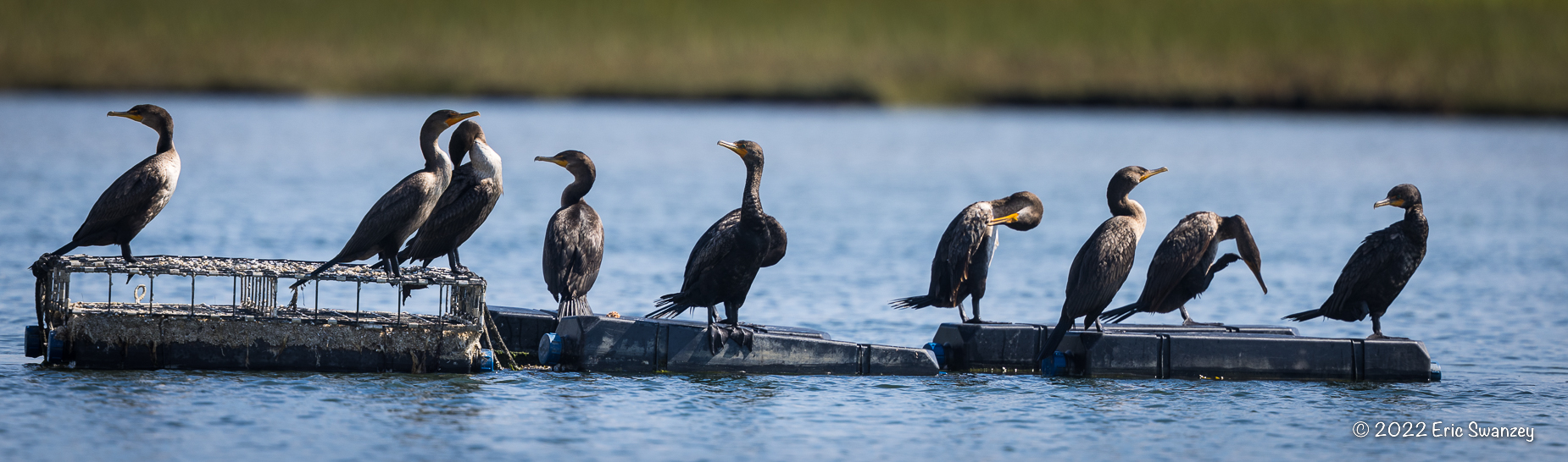 Great Blue Heron, West Shirley Bog, Moose Junction Township, Shirley, Maine by Eric Swanzey