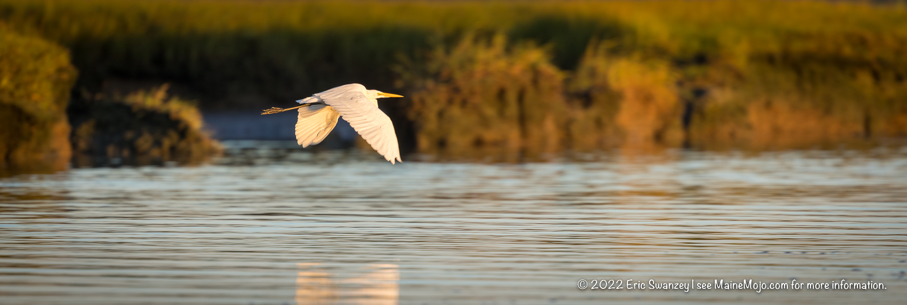 Great Egret, Scarborough Marsh, Scarborough, Maine by Eric Swanzey