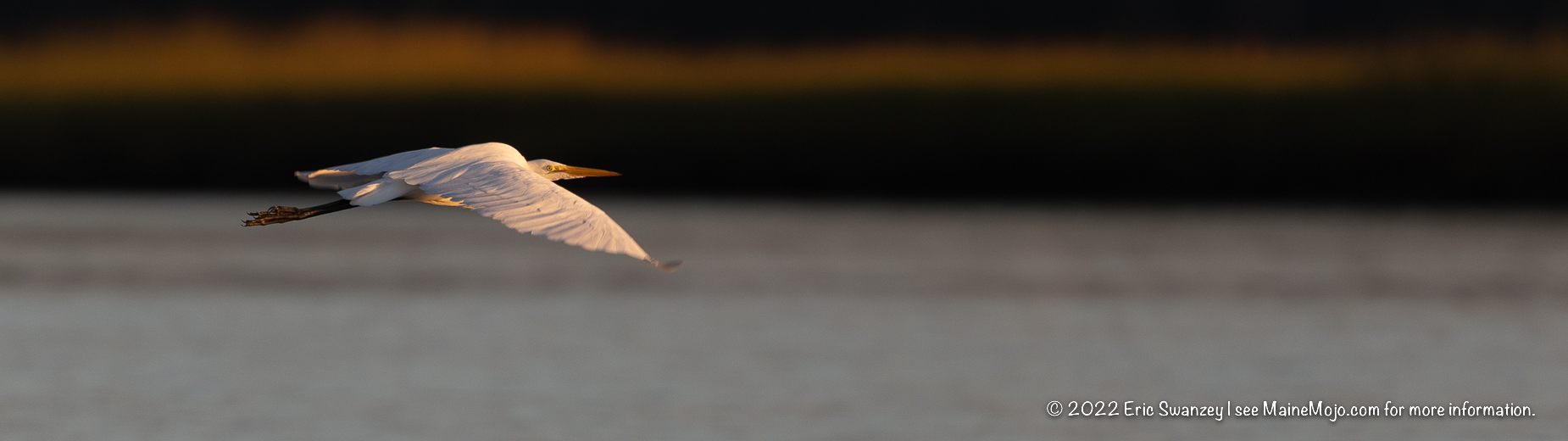 Great Egret, Scarborough Marsh, Scarborough, Maine by Eric Swanzey