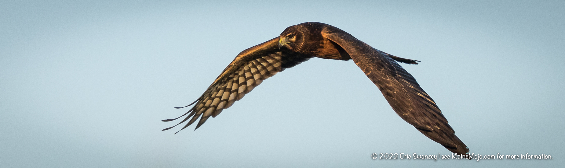 Northern Harrier, Scarborough Marsh, Scarborough, Maine by Eric Swanzey