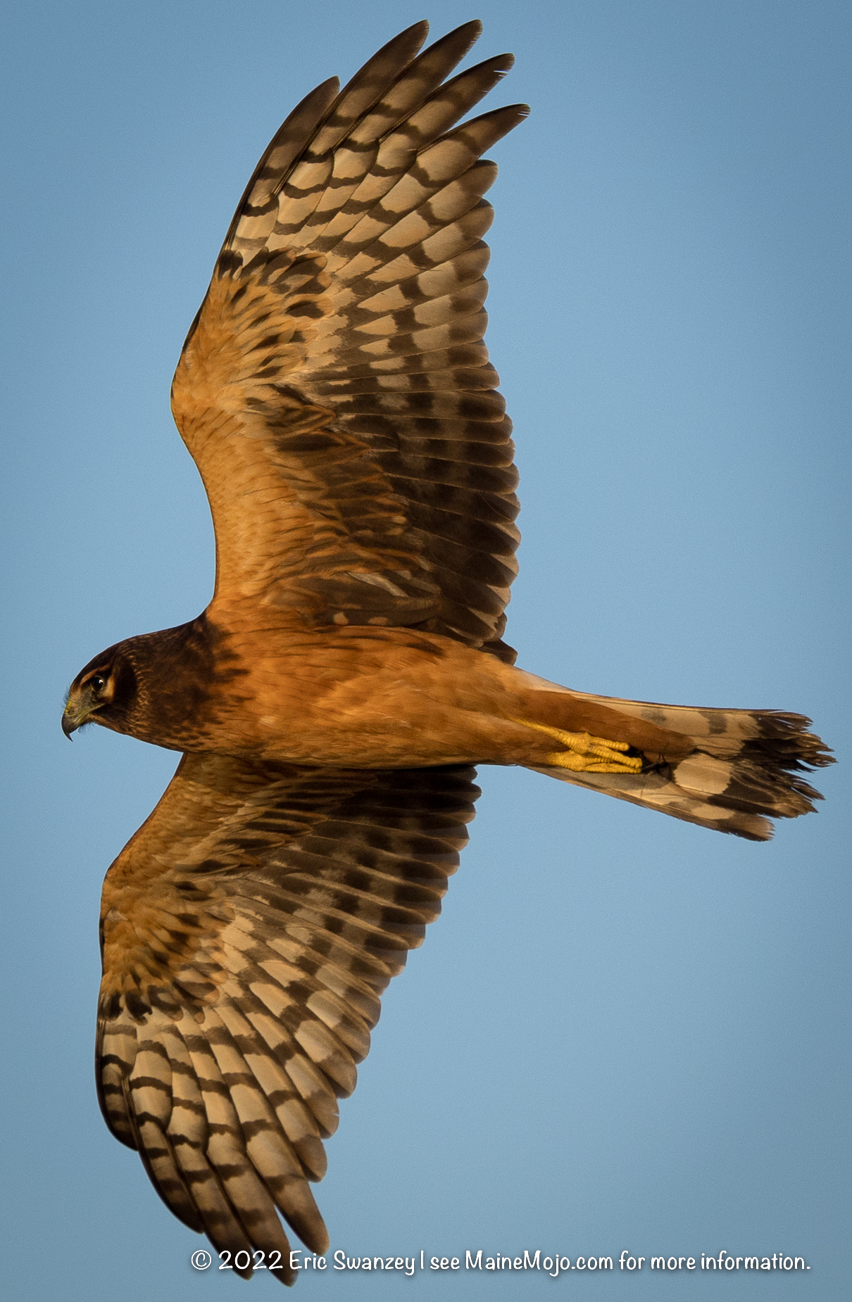 Northern Harrier, Scarborough Marsh, Scarborough, Maine by Eric Swanzey