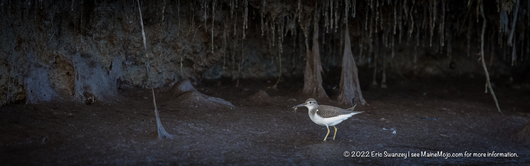 Solitary Sandpiper, Scarborough Marsh, Scarborough, Maine by Eric Swanzey