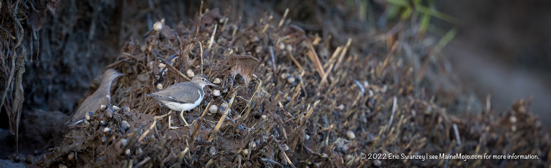 Solitary Sandpiper, Scarborough Marsh, Scarborough, Maine by Eric Swanzey