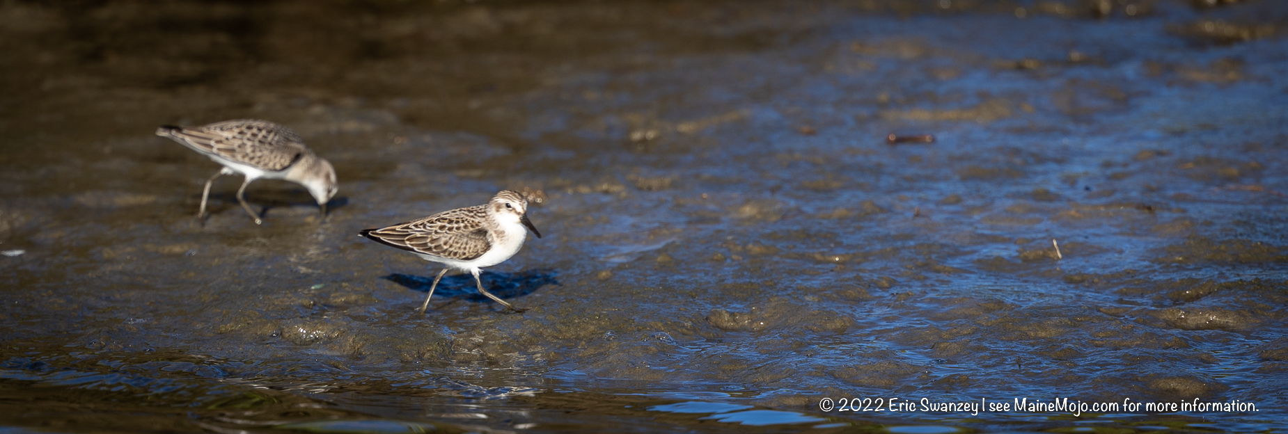 Semipalmated Sandpiper, Scarborough Marsh, Scarborough, Maine by Eric Swanzey