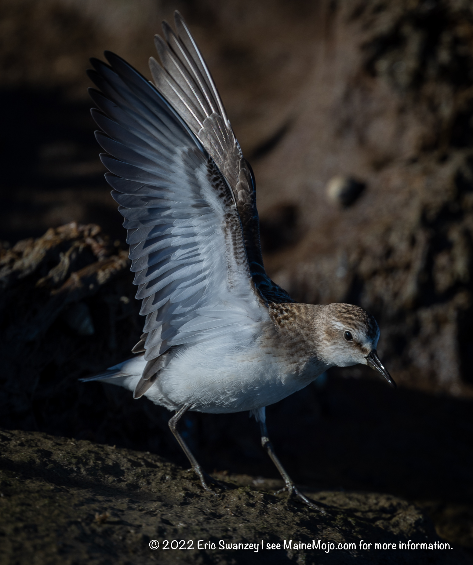 Semipalmated Sandpiper, Scarborough Marsh, Scarborough, Maine by Eric Swanzey