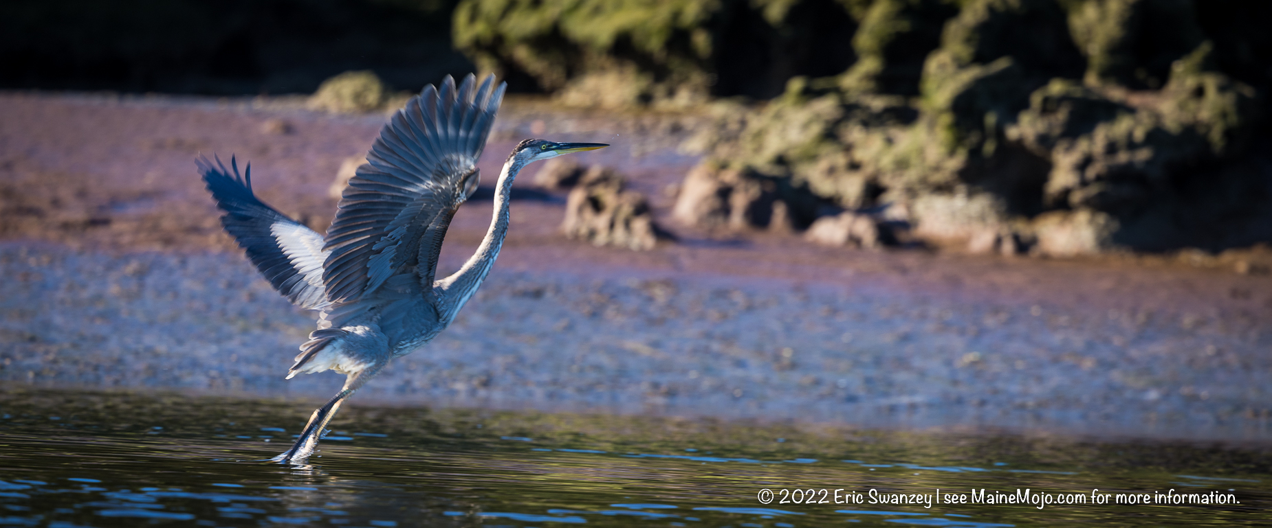 Great Blue Heron, Scarborough Marsh, Scarborough, Maine by Eric Swanzey