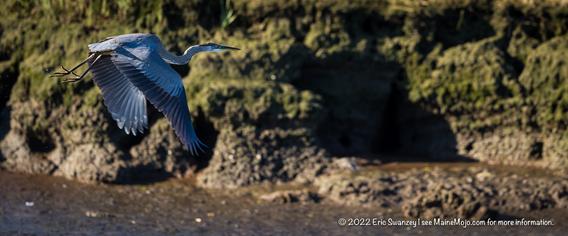 Great Blue Heron, Scarborough Marsh, Scarborough, Maine by Eric Swanzey