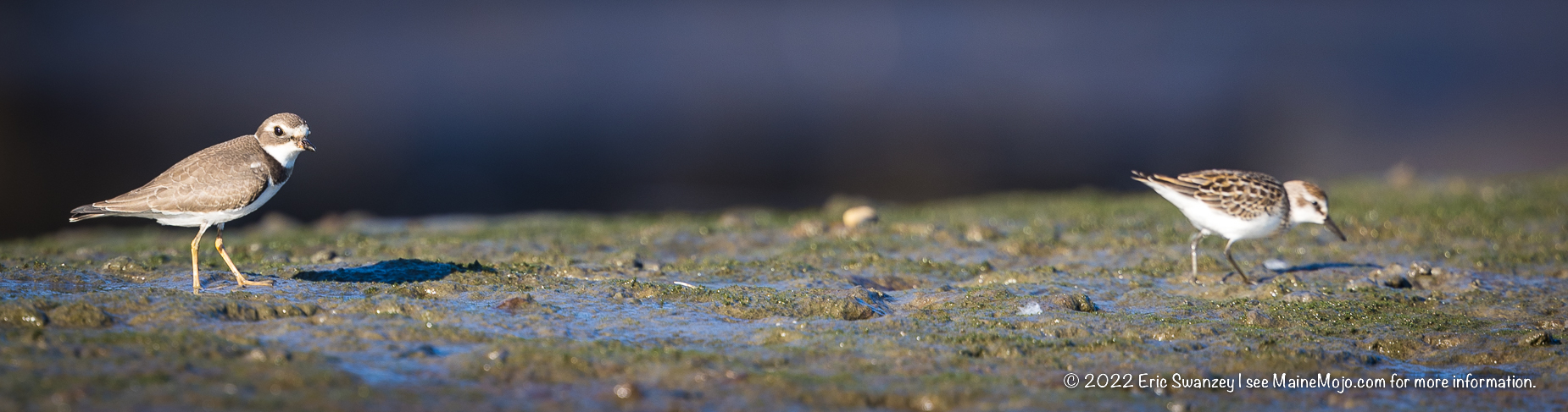 Semipalmated Plover (L) & Semipalmated Sandpiper (r), Scarborough Marsh, Scarborough, Maine by Eric Swanzey