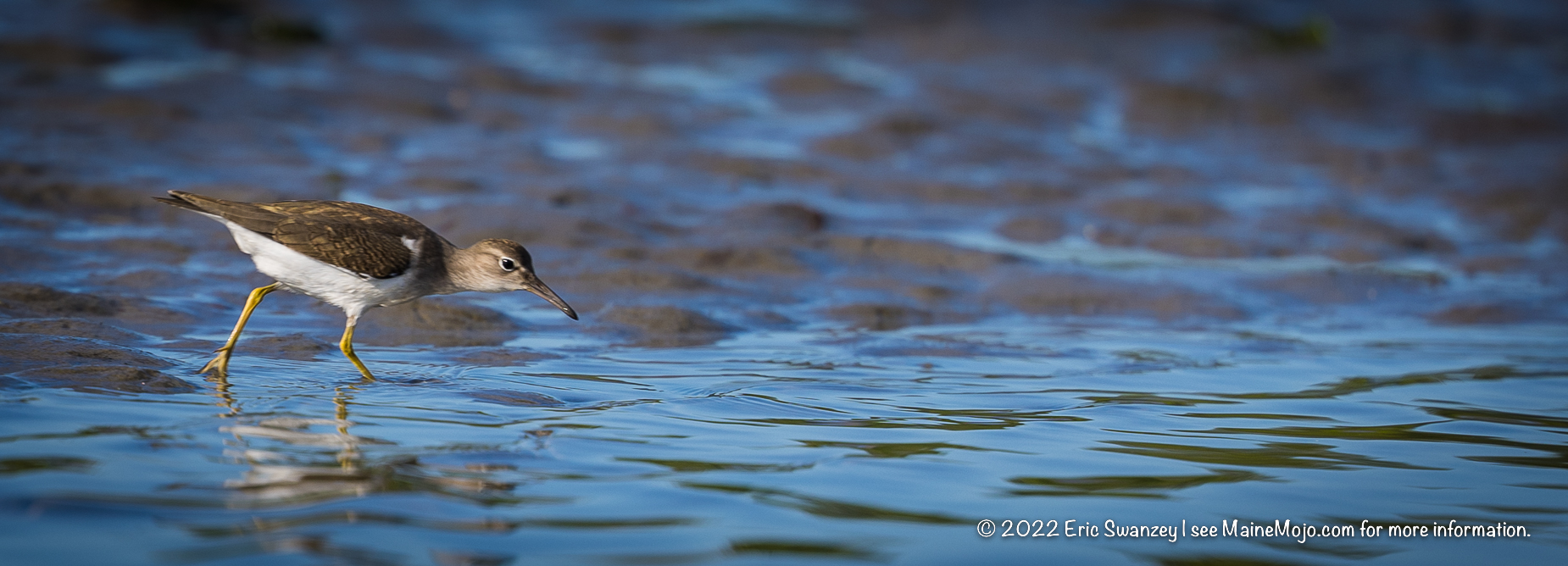 Solitary Sandpiper, Scarborough Marsh, Scarborough, Maine by Eric Swanzey