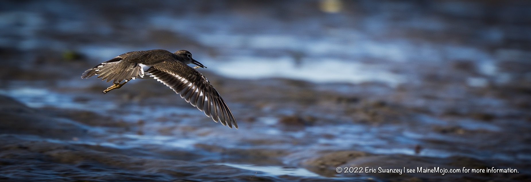 Solitary Sandpiper, Scarborough Marsh, Scarborough, Maine by Eric Swanzey