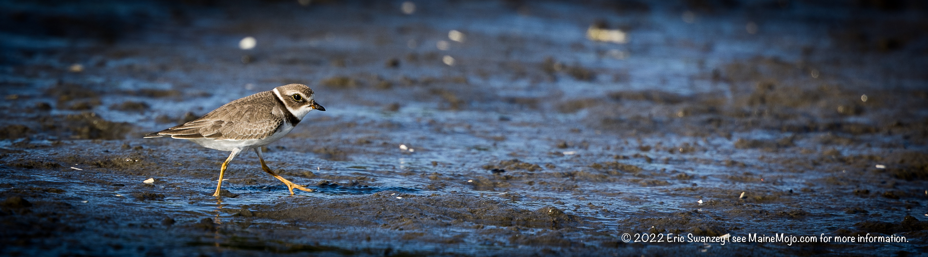 Semipalmated Plover, Scarborough Marsh, Scarborough, Maine by Eric Swanzey