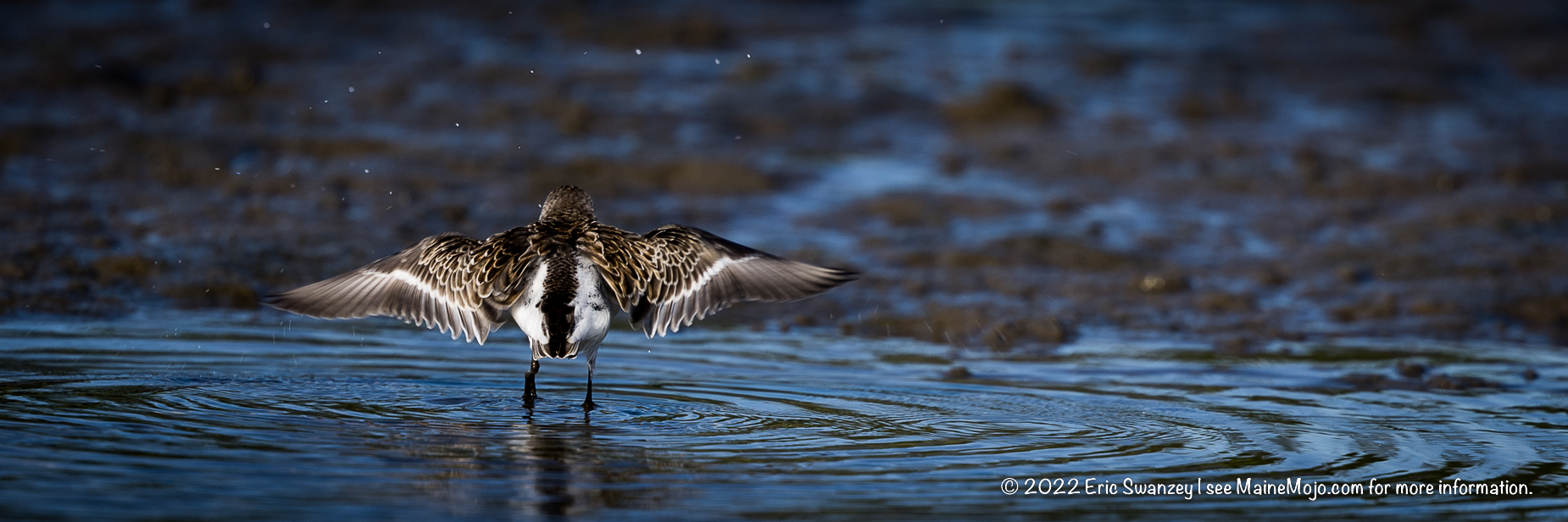 Semipalmated Sandpiper, Scarborough Marsh, Scarborough, Maine by Eric Swanzey