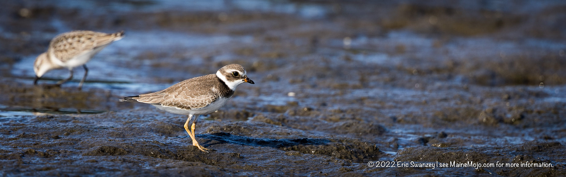 Semipalmated Plover, Scarborough Marsh, Scarborough, Maine by Eric Swanzey