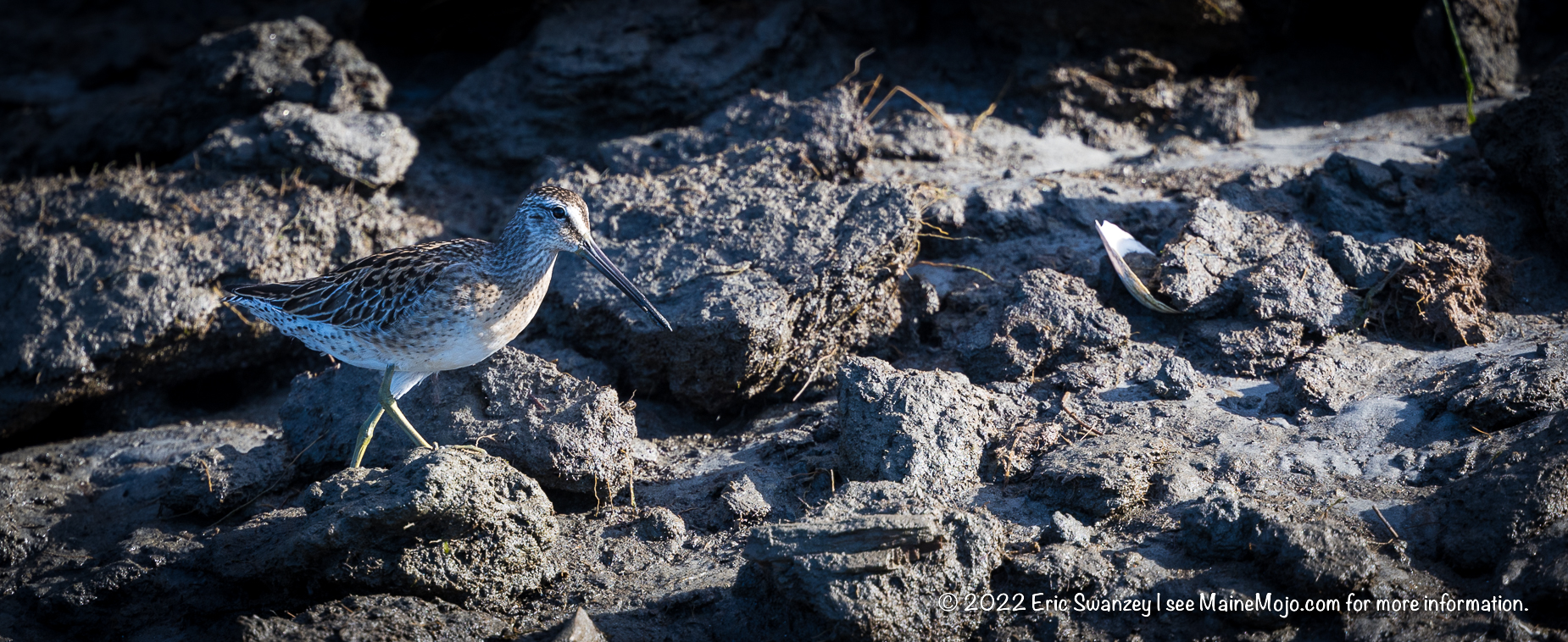 Long-billed Dowitcher, Scarborough Marsh, Scarborough, Maine by Eric Swanzey