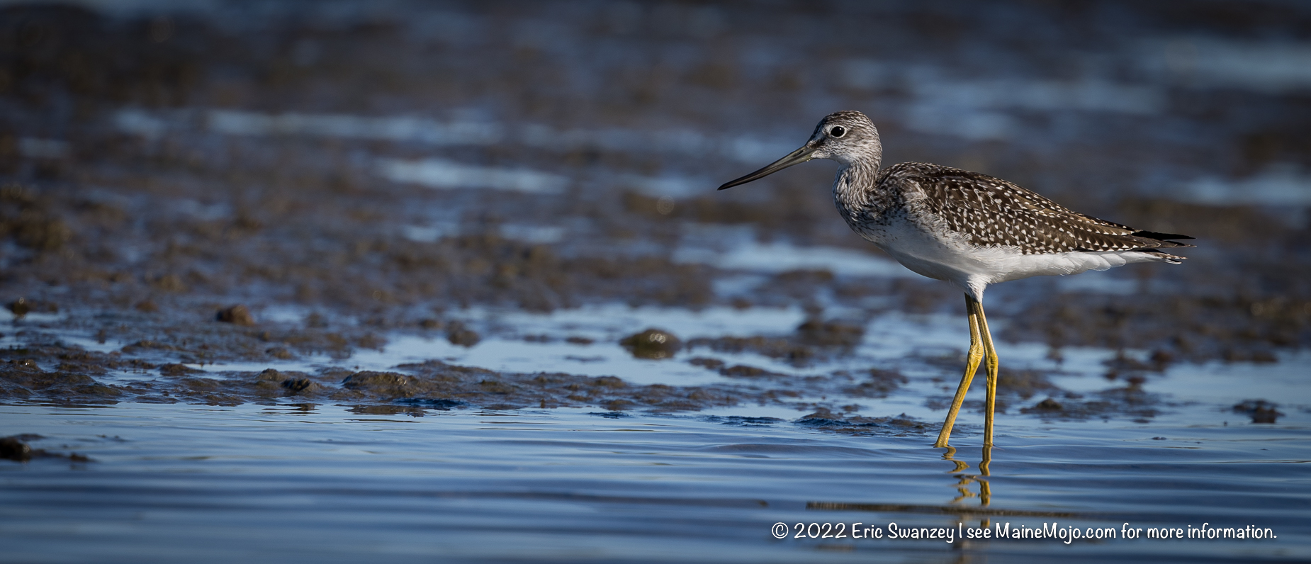 Long-billed Dowitcher, Scarborough Marsh, Scarborough, Maine by Eric Swanzey