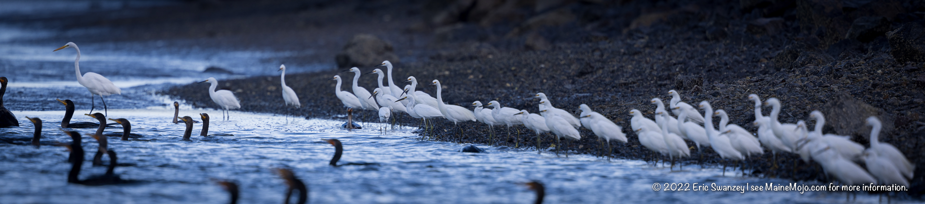 Double-crested Cormorants, Great Egrets, Snowy Egrets, Scarborough Marsh, Scarborough, Maine by Eric Swanzey