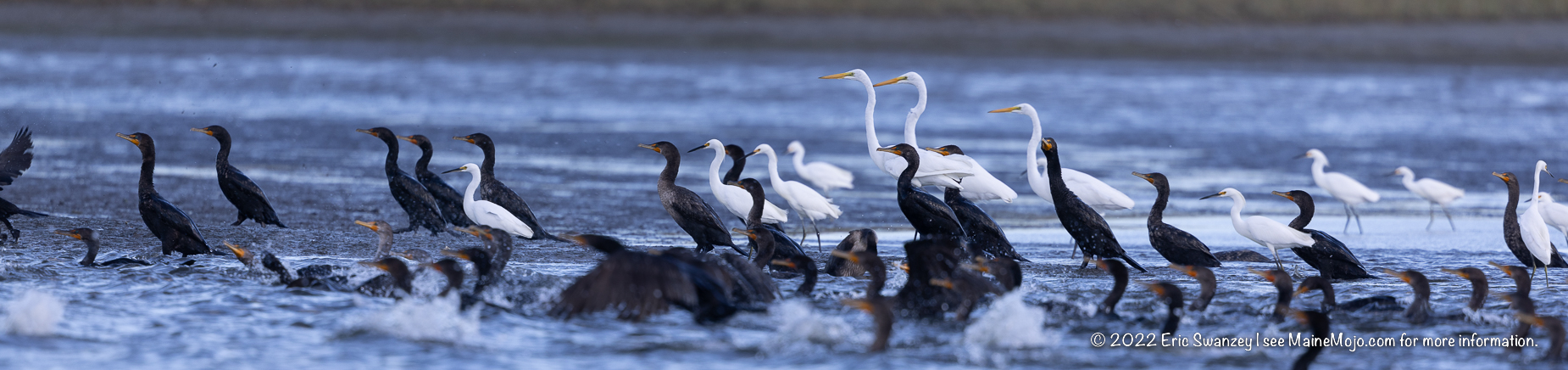 Double-crested Cormorants, Great Egrets, Snowy Egrets, Scarborough Marsh, Scarborough, Maine by Eric Swanzey