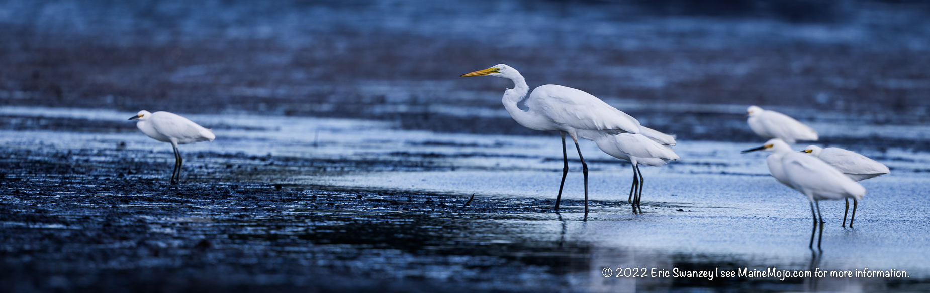 Great Egrets, Snowy Egrets, Scarborough Marsh, Scarborough, Maine by Eric Swanzey