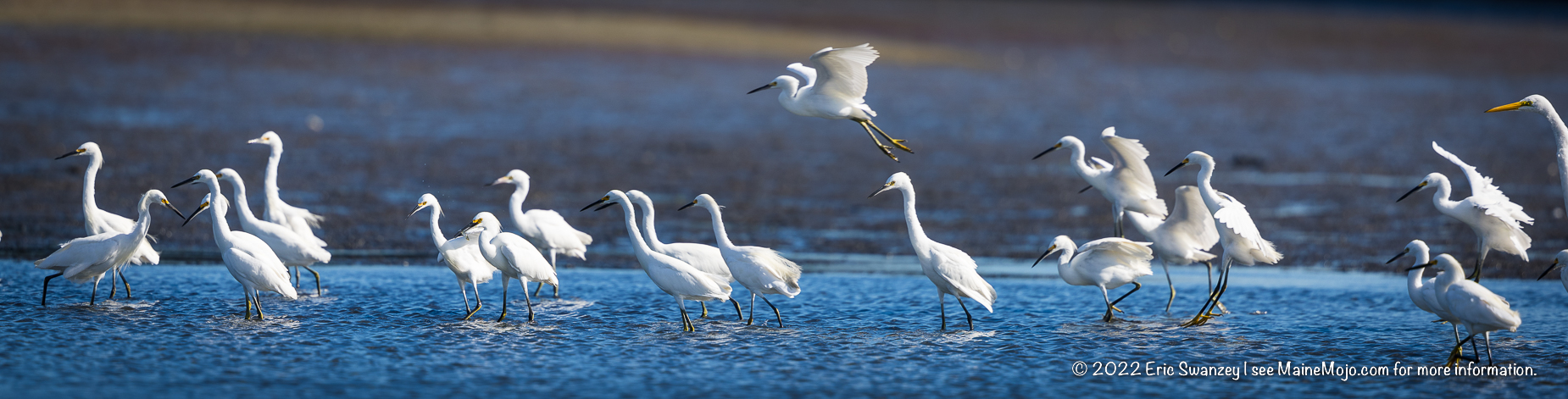 Great Egrets, Snowy Egrets, Scarborough Marsh, Scarborough, Maine by Eric Swanzey