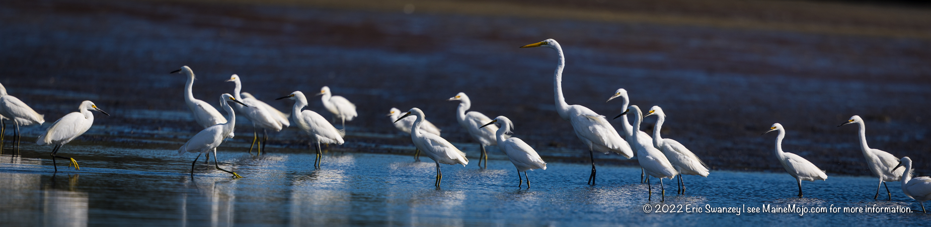 Great Egrets, Snowy Egrets, Scarborough Marsh, Scarborough, Maine by Eric Swanzey