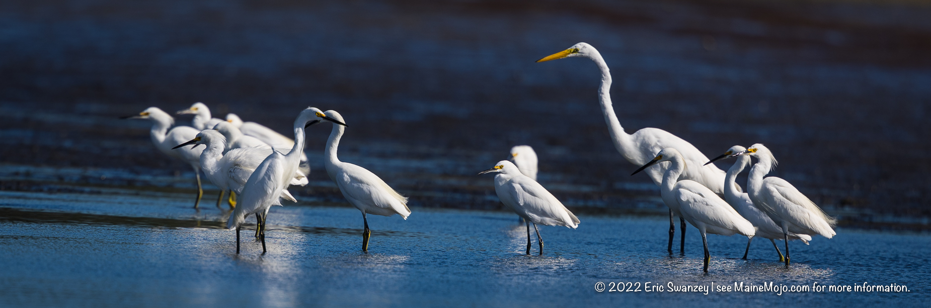 Snowy and Great Egrets at Scarborough Marsh by Eric Swanzey