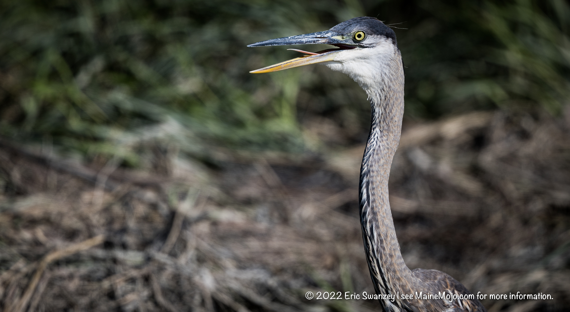 Great Blue Heron by Eric Swanzey